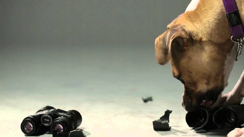 Vortex Optics - Raptor 10x32 Fernglas - R310