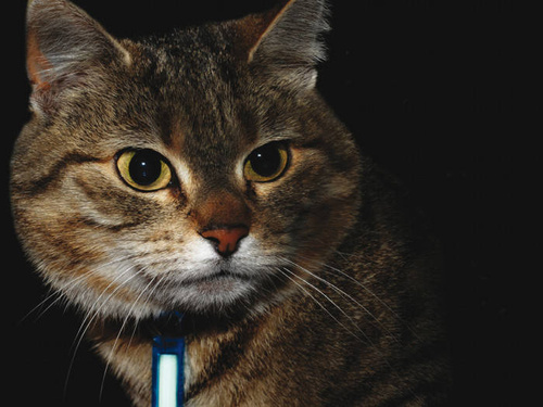 Ni-Glo - Schlüsselanhänger Zahnradmarker - Polymer - Saure Zitrone - 91505